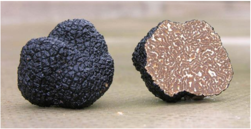 Discover the secrets of truffle at Piccolo Hotel San Valentino